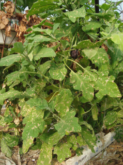 Mines de Tuta absoluta sur feuilles d'aubergine
